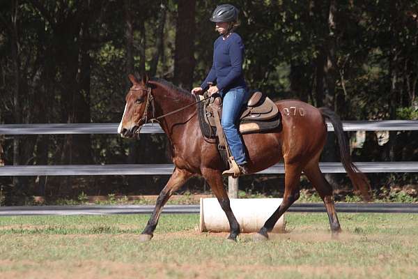 more-whoa-than-go-mustang-horse