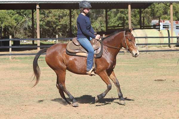 confident-mustang-horse