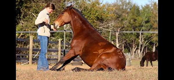 leg-mustang-horse