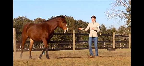 one-mustang-horse