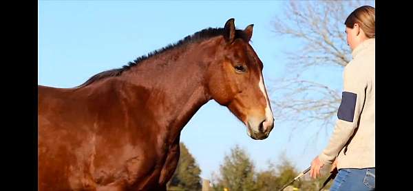 natural-horsemanship-mustang-horse