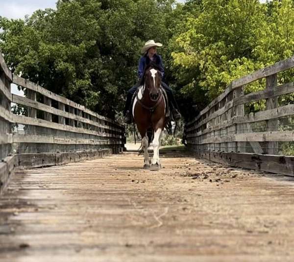 beginner-draft-horse