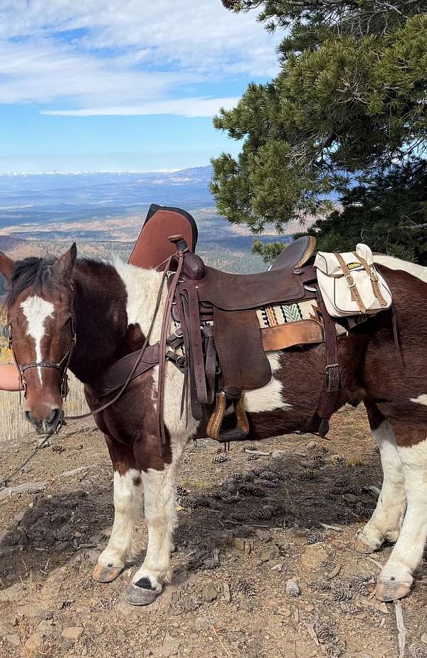 athletic-draft-horse