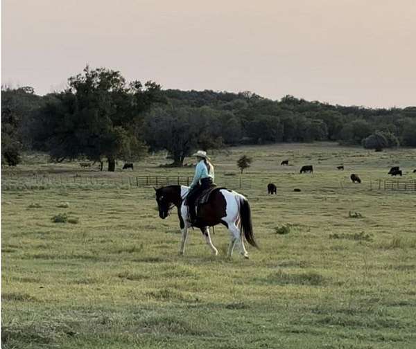 flashy-draft-horse