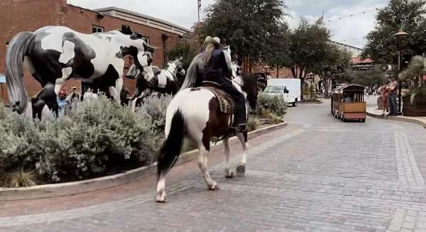 parade-draft-horse