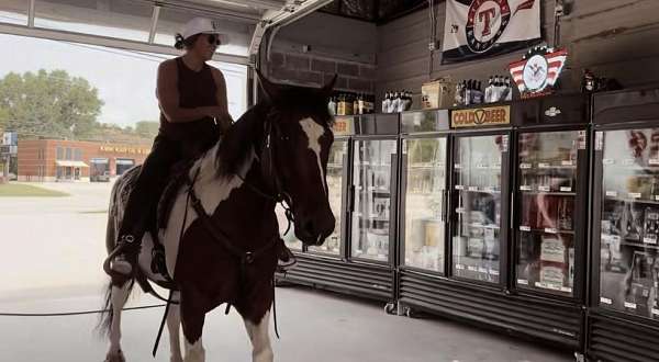 western-riding-draft-horse