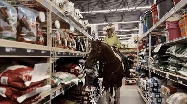 working-cattle-draft-horse