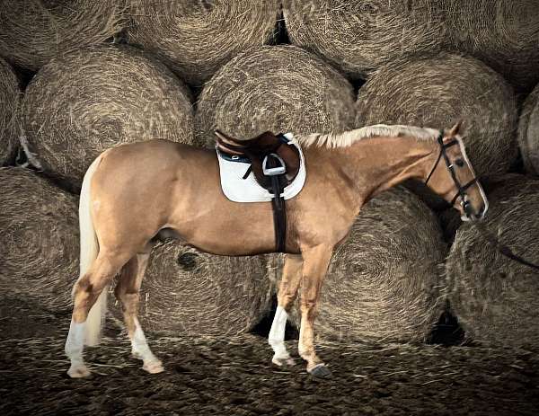 palomino-dutch-warmblood-for-sale