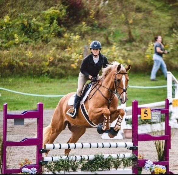 palomino-dutch-warmblood-horse