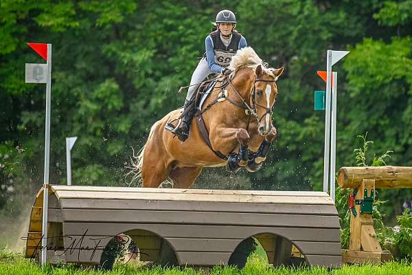 palomino-dutch-warmblood-gelding