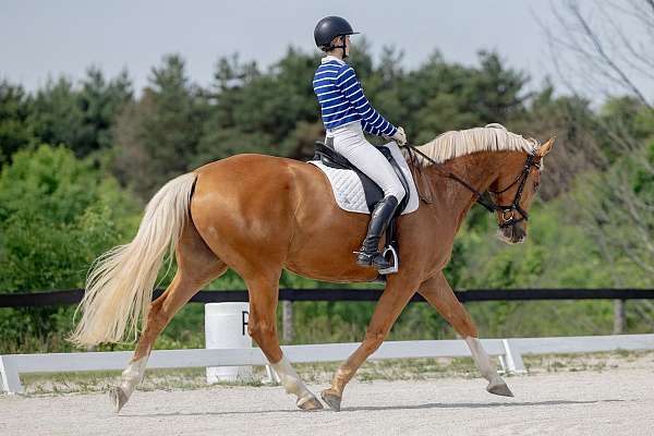 palomino-dutch-warmblood