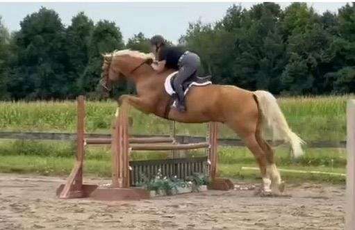 dutch-warmblood-gelding-mare