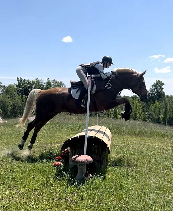 trakehner-gelding-mare