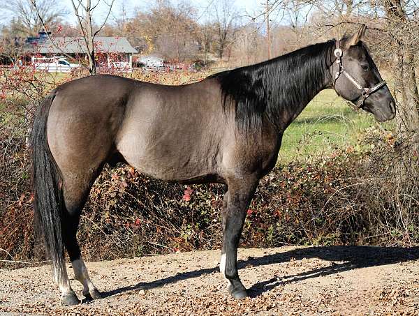 trail-quarter-horse