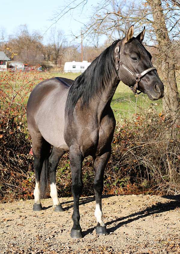 trail-riding-quarter-horse