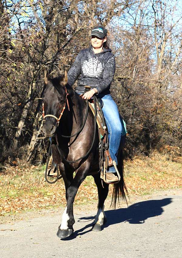 grulla-all-around-horse