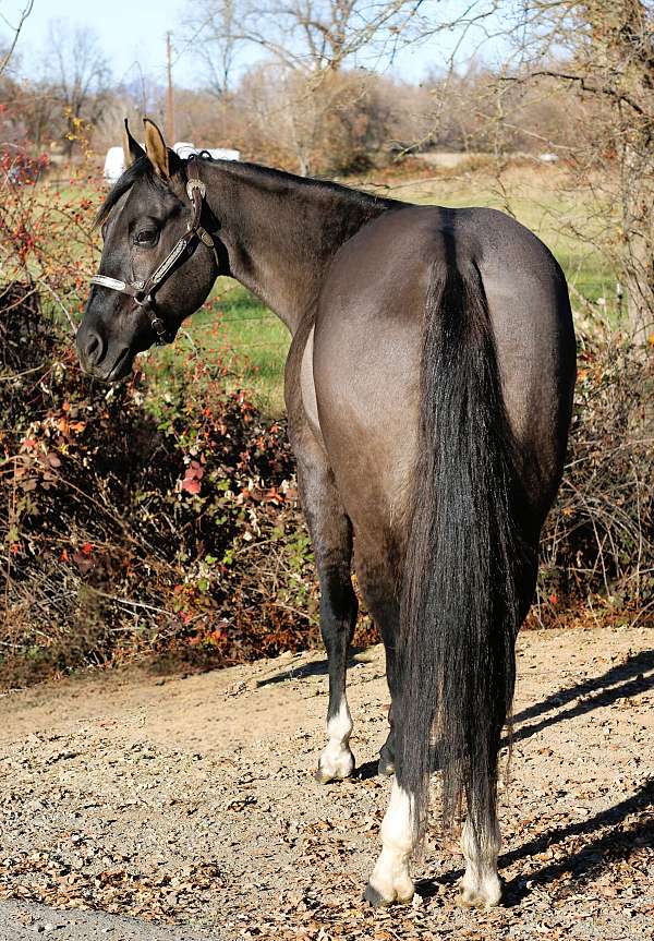 grulla-quarter-horse-gelding