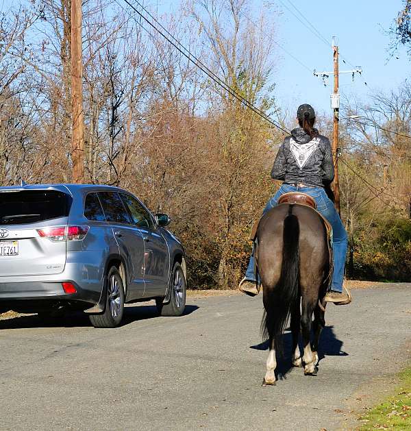 grulla-trail-horse