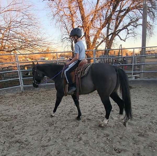 grulla-trail-riding-horse