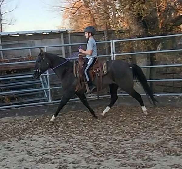 grulla-youth-horse