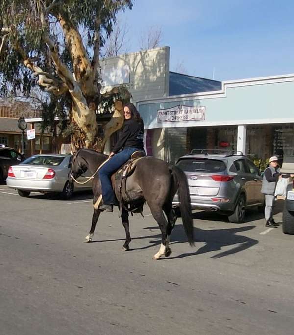 all-around-gelding