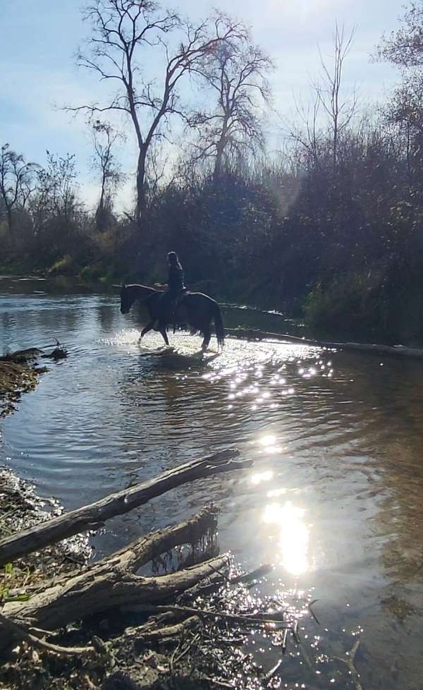 trail-riding-gelding