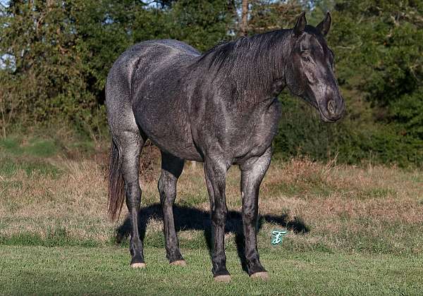 flashy-quarter-horse