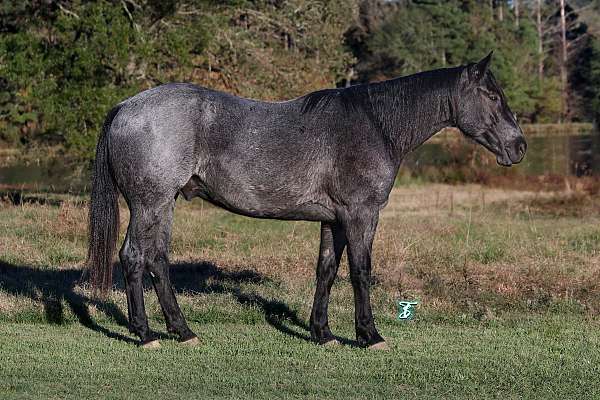 husband-safe-quarter-horse