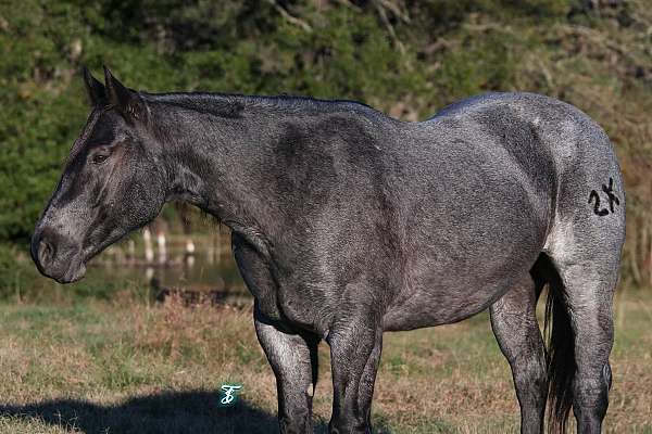 ranch-versatility-quarter-horse