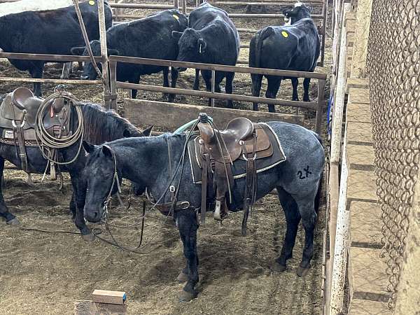 ranch-work-quarter-horse