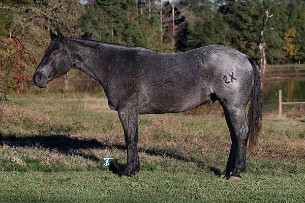 team-penning-quarter-horse