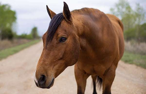 athletic-quarter-pony