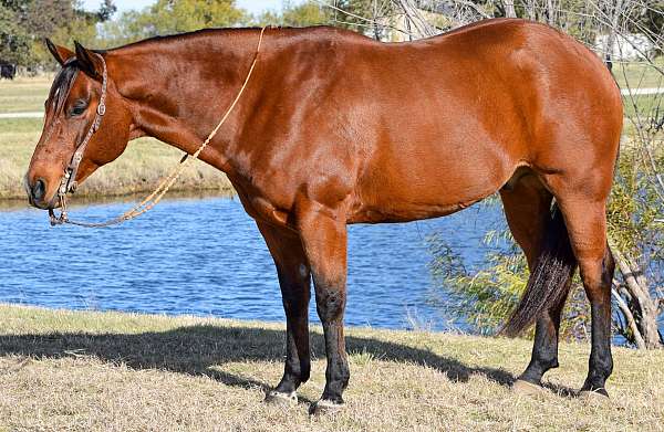 calf-roping-quarter-pony