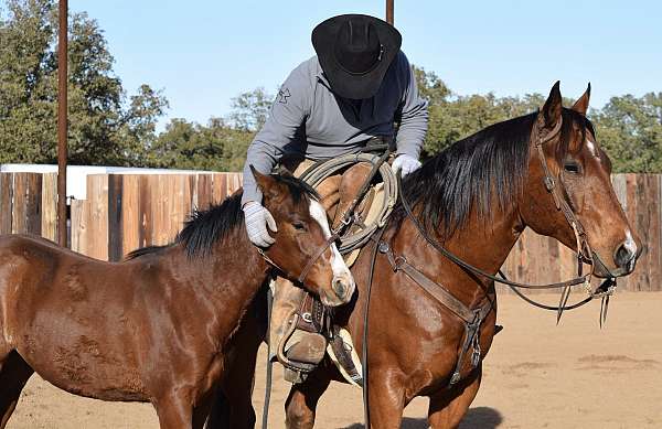 husband-safe-quarter-pony