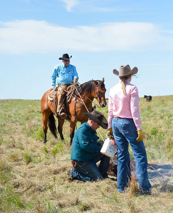 ranch-versatility-quarter-pony