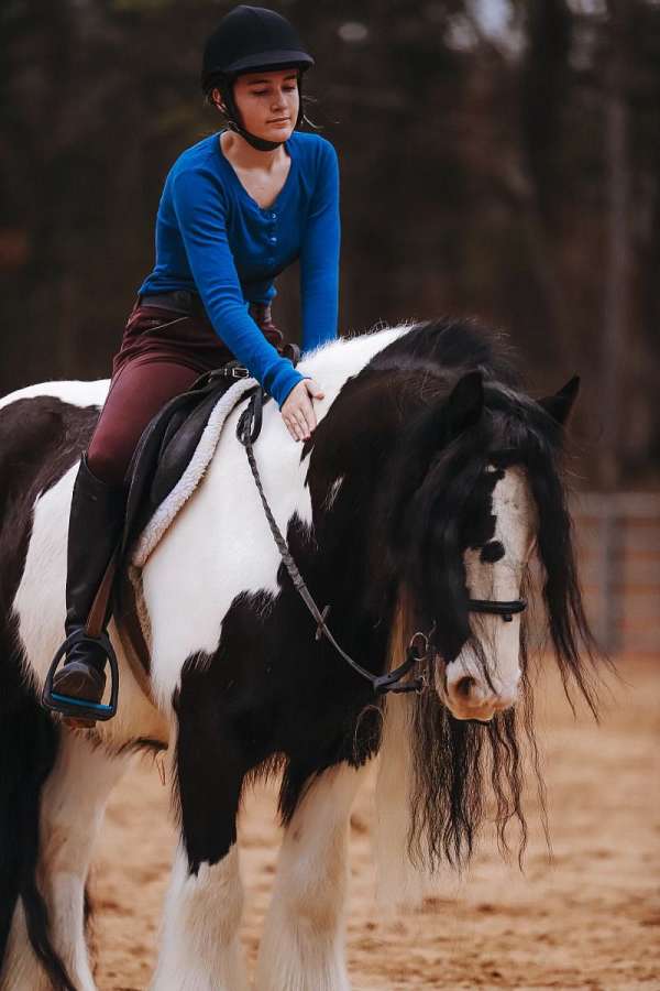 athletic-gypsy-vanner-horse