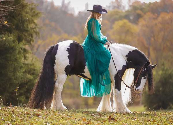 beginner-gypsy-vanner-horse