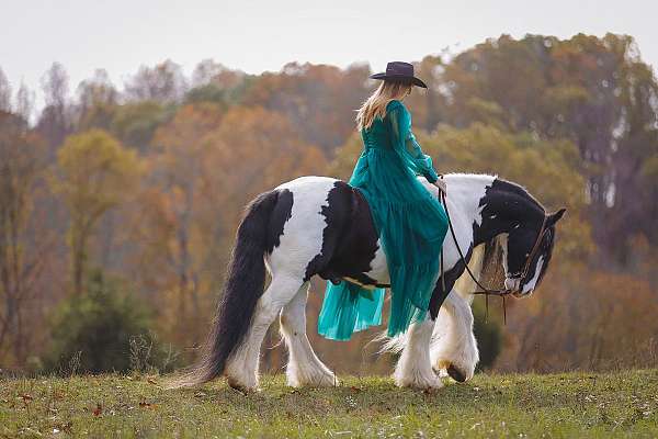 companion-gypsy-vanner-horse