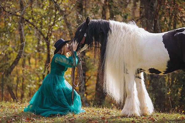 flashy-gypsy-vanner-horse