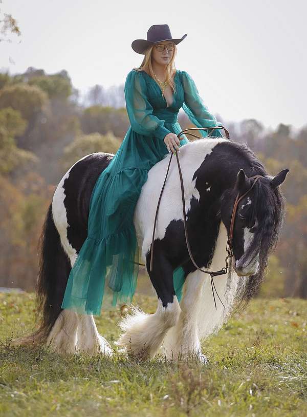 driving-gypsy-vanner-horse