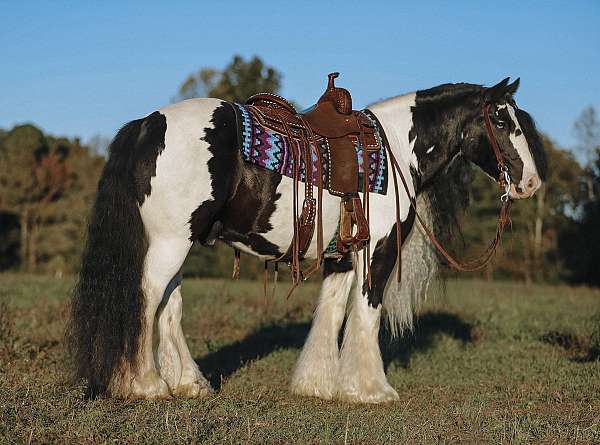 kid-safe-gypsy-vanner-horse