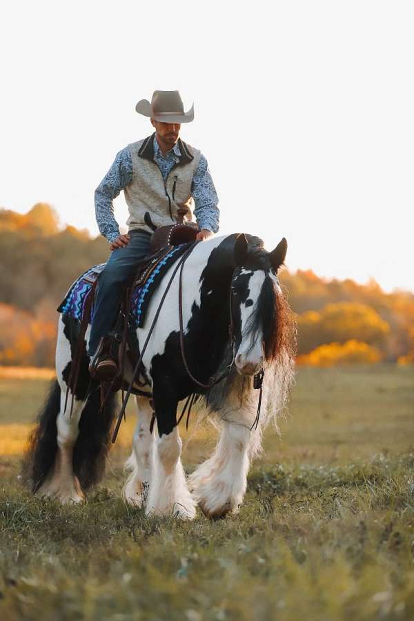 performance-gypsy-vanner-horse