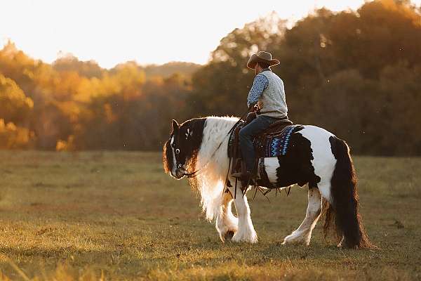 ranch-work-gypsy-vanner-horse