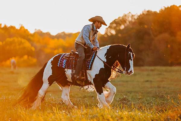 ridden-english-gypsy-vanner-horse