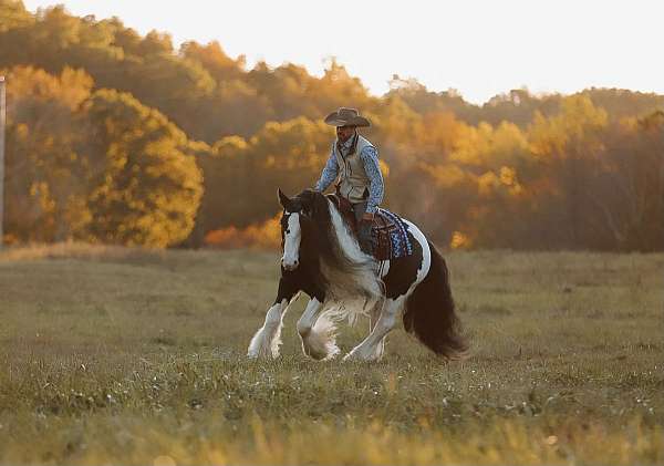 ridden-western-gypsy-vanner-horse