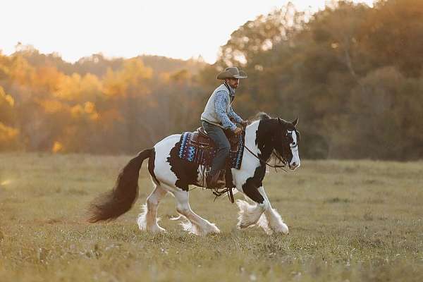 show-gypsy-vanner-horse