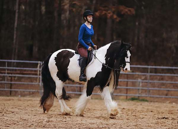 trail-riding-gypsy-vanner-horse