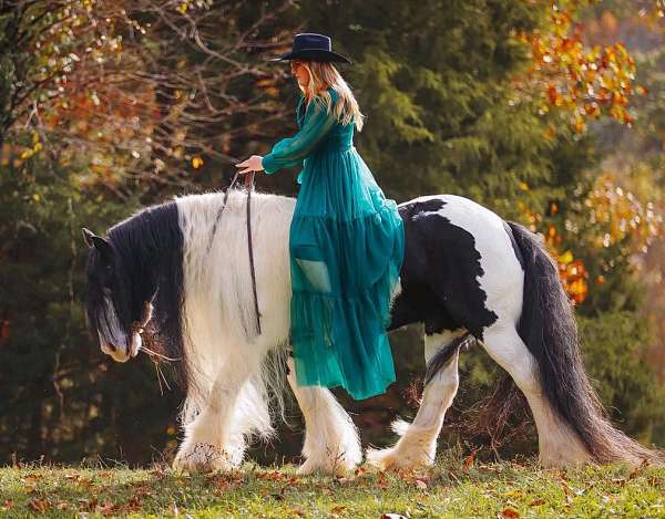 working-cattle-gypsy-vanner-horse