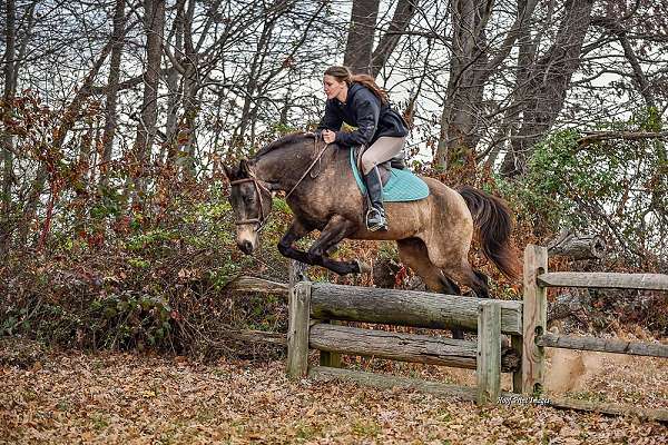 cross-draft-horse