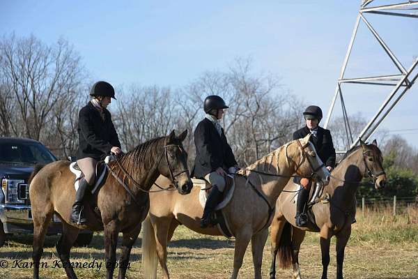 draft-horse